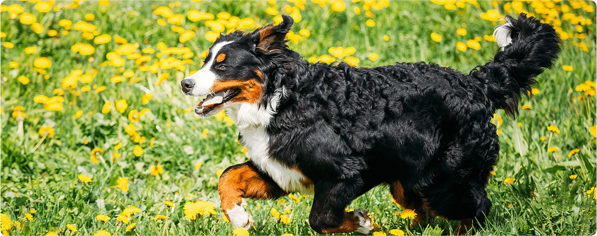 Dog Enjoying a Tick and Flea Free Lawn