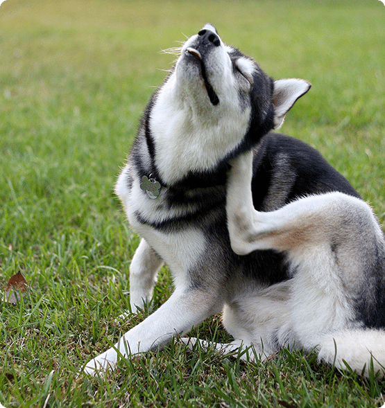 Flea and Tick Control Services to Help Your Pets in Fishers IN