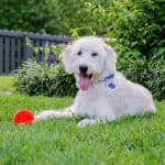 Pet Safe Mosquito Control Fishers, IN