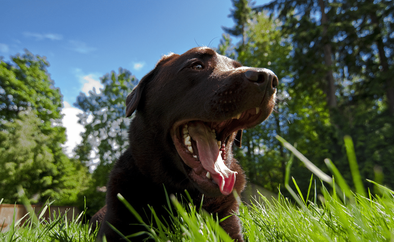Pet Safe Mosquito Control Fishers, IN
