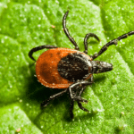 Tick on Leaf