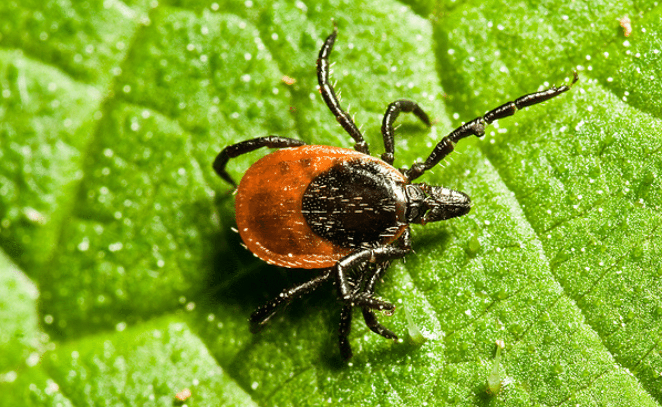 Tick on Leaf