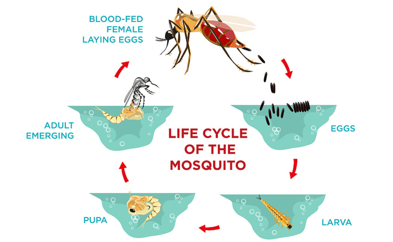 Mosquito Life Cycle
