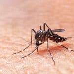 Mosquito Control Fishers, IN