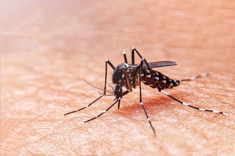 Mosquito Control Fishers, IN